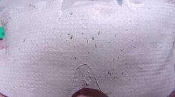 4/29���@�p�b�N